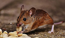 24 Hour & Emergency Exterminators in Port Hueneme Naval Construct, CA